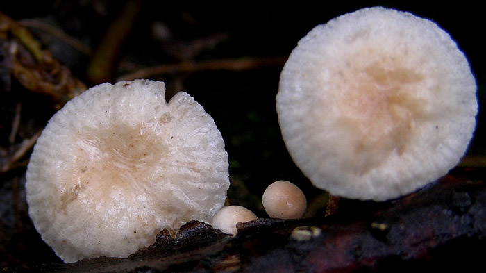 Marasmiellus ramealis?